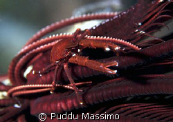 mimetism nikon d2x 60mm macro by Puddu Massimo 